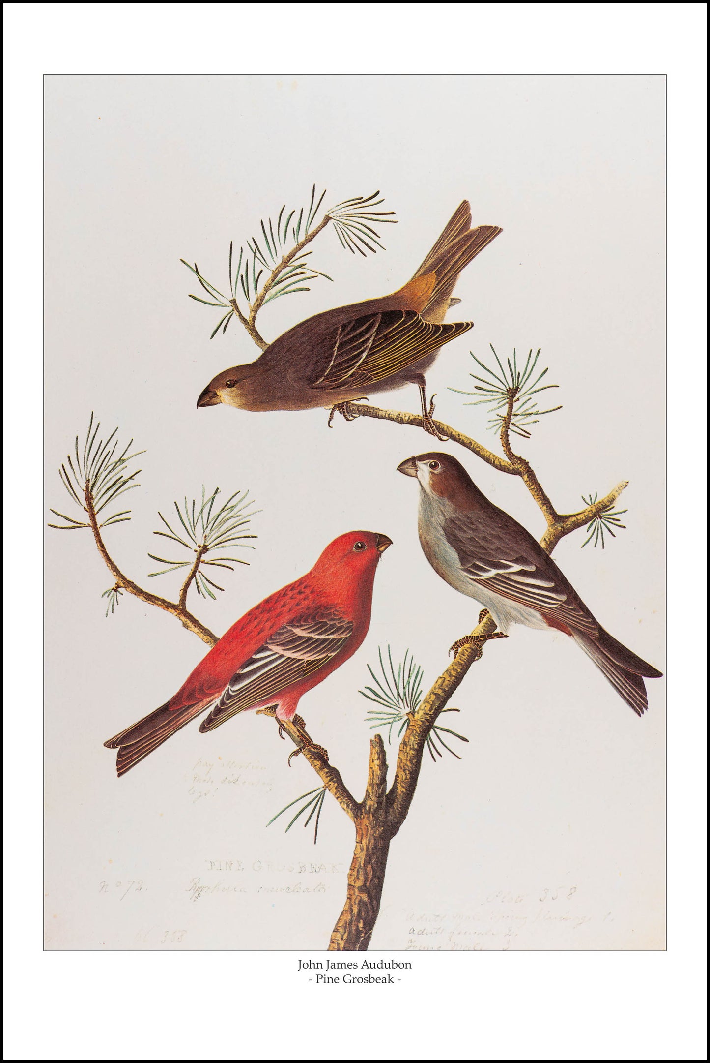 Pine Grosbeak