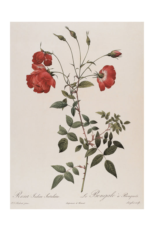 Rosa Chinensis