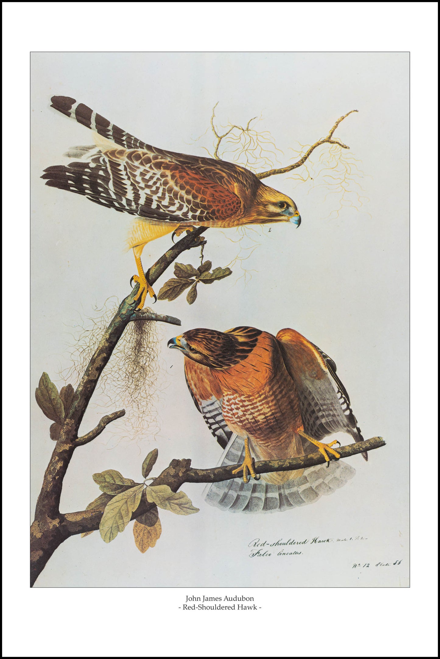 Red-Shouldered Hawk