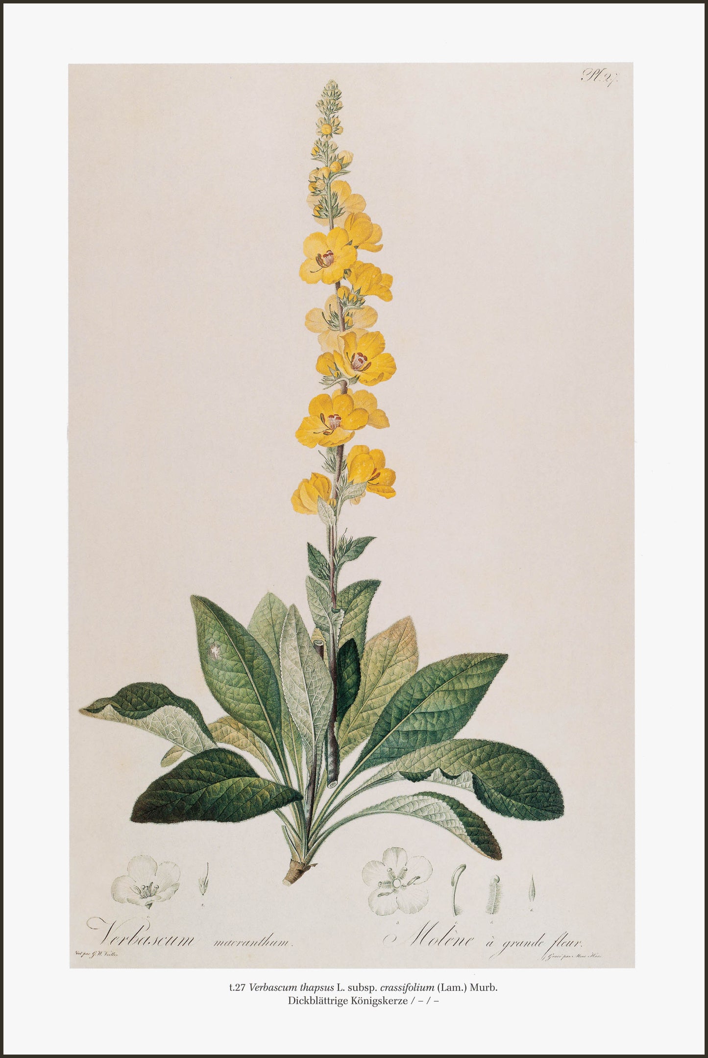 Verbascum Thapsus