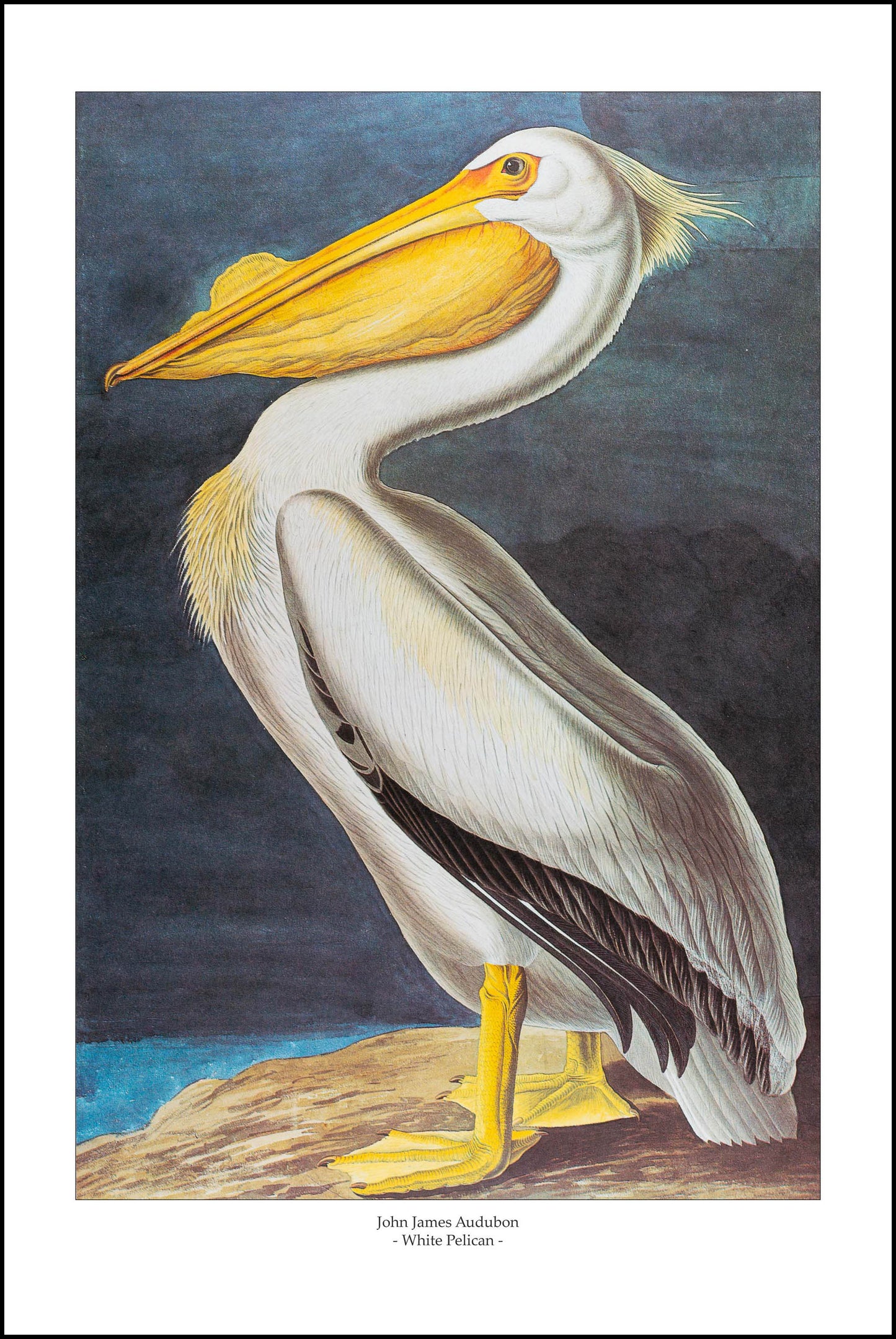 White Pelican